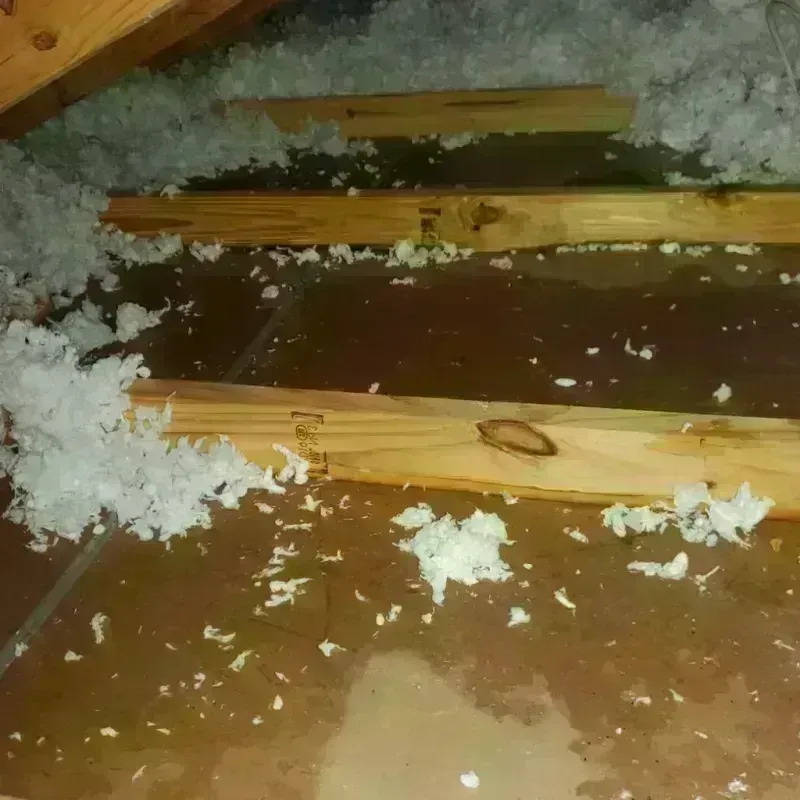 Attic Water Damage in Lasara, TX