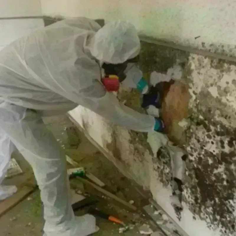 Mold Remediation and Removal in Lasara, TX